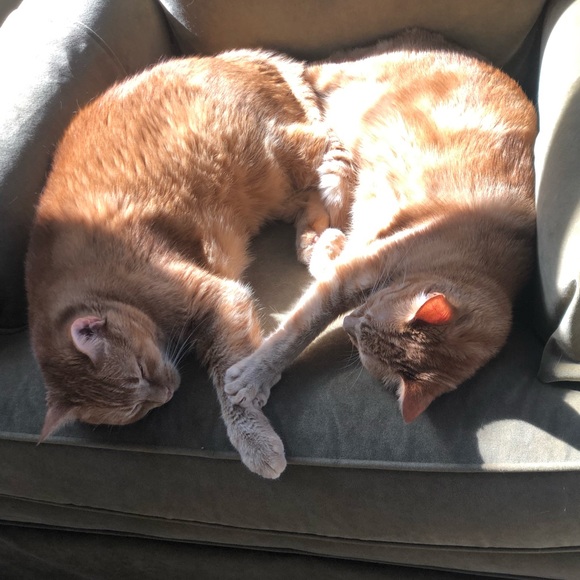 Meet your Posher, Debbie - Picture 1 of 1